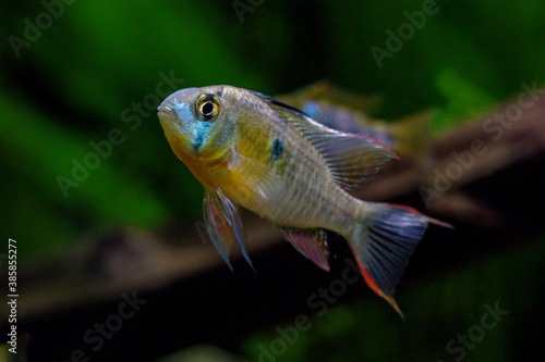 Mikrogeophagus altispinosus, bolivian ram, showing off in the aquarium