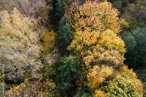 Aerial view of autumn maple trees with yellow and red leaves, top view. Fall