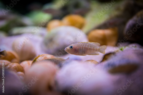 neolamprologus multifasciatus - Lake Tanganyika shell dweller