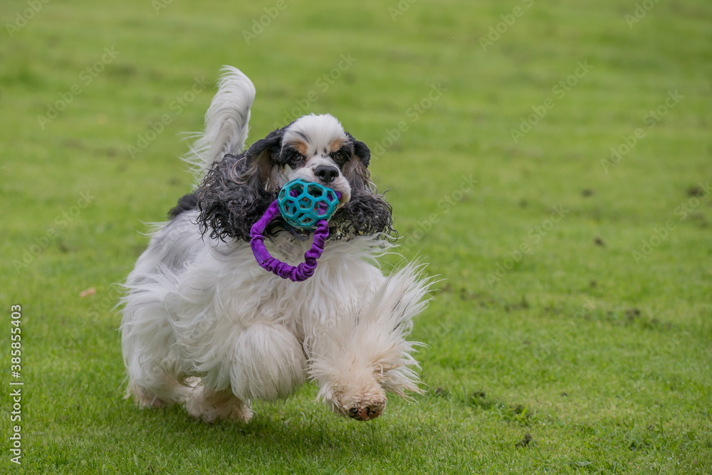 American cocker spaniel running towards camera with ball on a rope in his mouth. American cocker spaniel running towards camera with ball on a rope in his mouth.