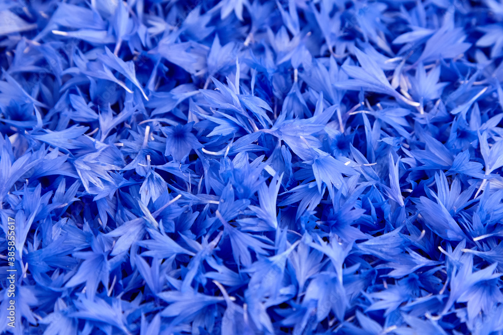 Blue cornflower petals background, flowers texture Blue cornflower petals background, flowers texture