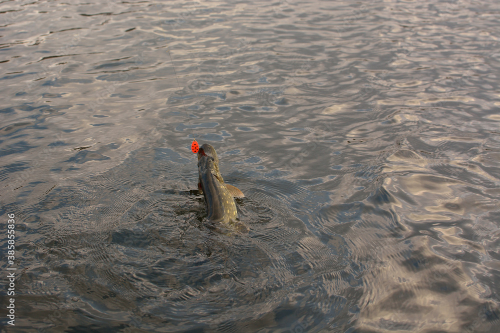 Summer fishing, pike fishing, spinning on the lake Summer fishing, pike fishing, spinning on the lake