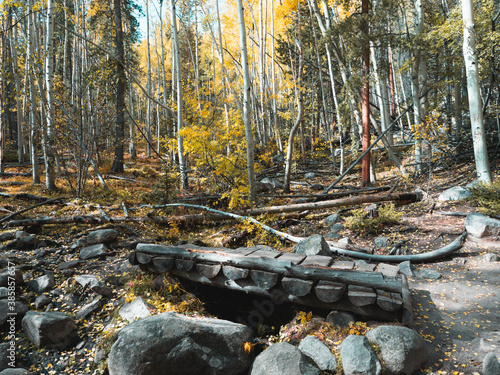 Small wooden bridge in an aspen forest in the fall 
