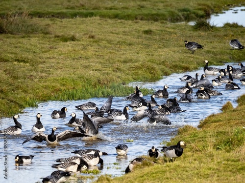 flock of geese