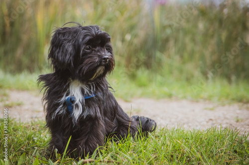 small black Bolonka Swetna dog sits and looks to the side
