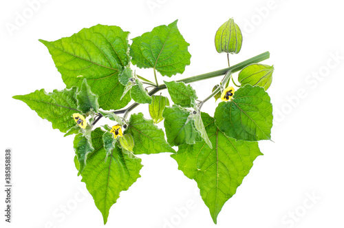 Physalis branch with green leaves and unripe fruits on white background