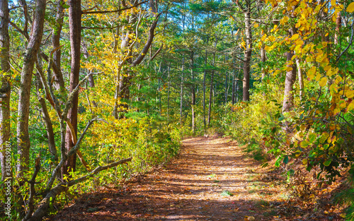 Tranquil wide footpath in the green and golden colored woods in autumn on Cape Cod