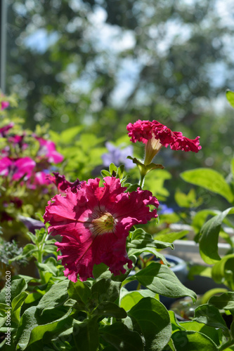 Wallpaper Mural Bright pink petunia flowers in balcony greening. Small garden with blooming plants in home. Torontodigital.ca