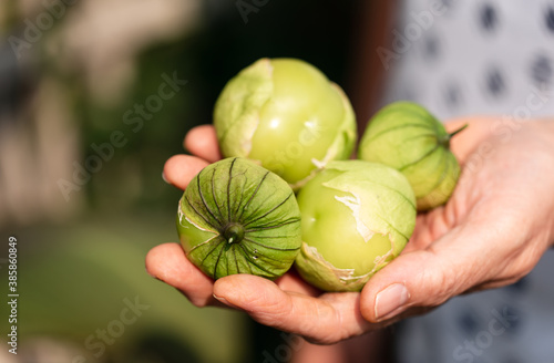 Close up of a hand holding freshly picked tomatillo fruit outside. photo