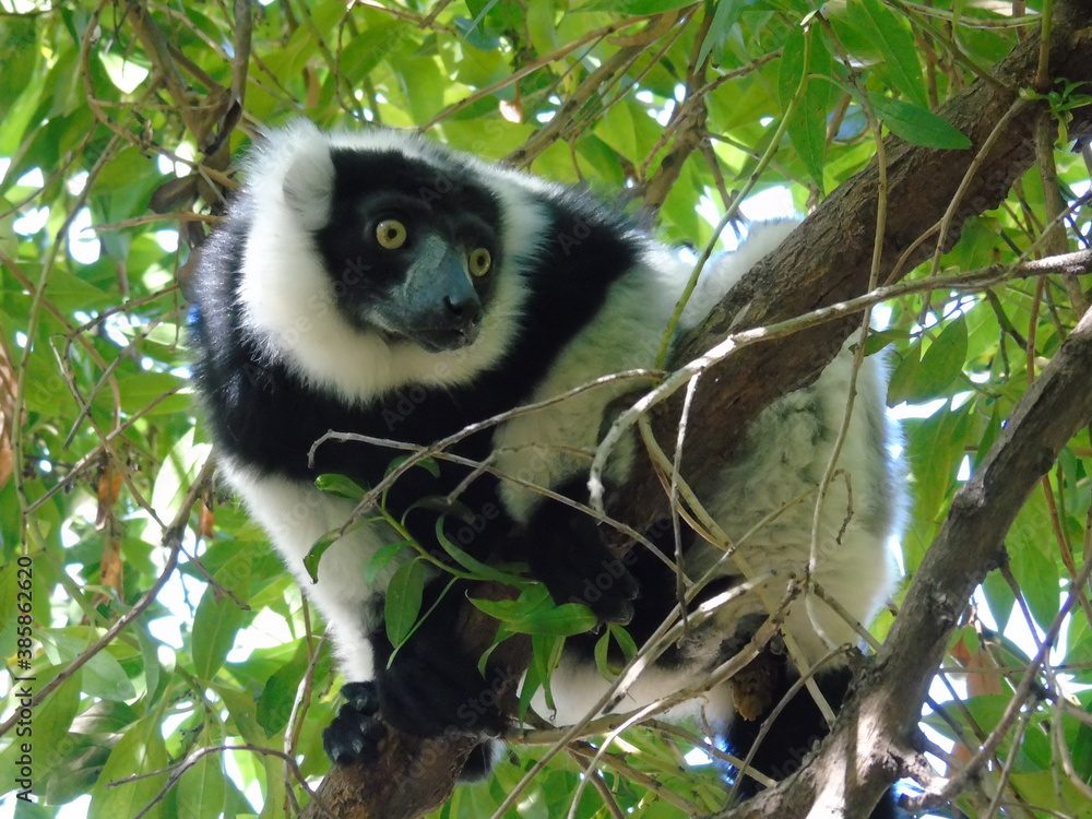 Obraz premium LÉMUR