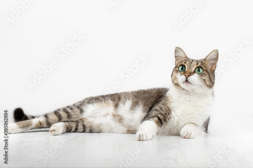 home gray cat with green eyes on a white background