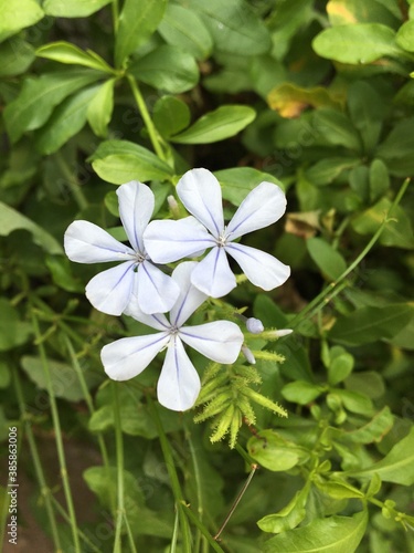 Flor azul Bela Emília