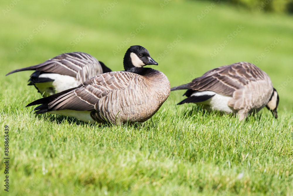Handsome Cackling Goose Walks Barefoor Through the Grass Handsome Cackling Goose Walks Barefoor Through the Grass