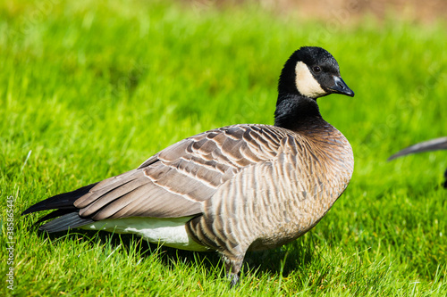 Handsome Cackling Goose Walks Barefoor Through the Grass