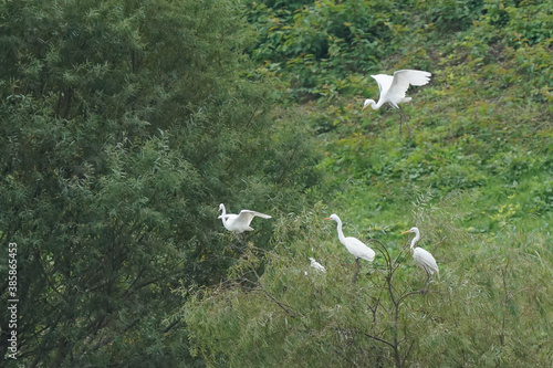 snowy egret in the field © Matthewadobe