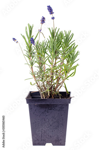 Lavender bush in container isolated on white background