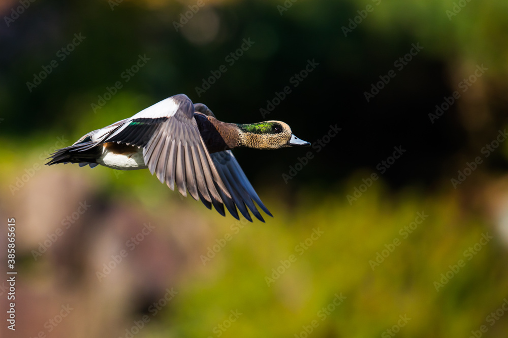 Beautiful Bird In Flight Wigeon Duck Image Beautiful Bird In Flight Wigeon Duck Image