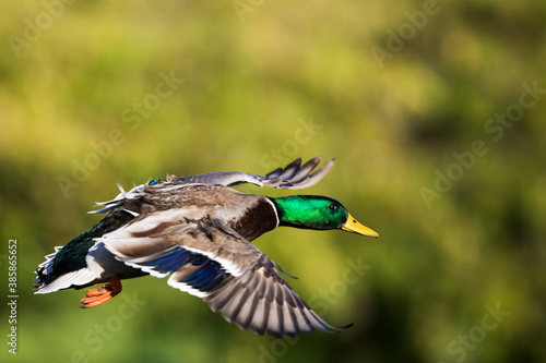 Beautiful Bird In Flight Mallard Duck Image