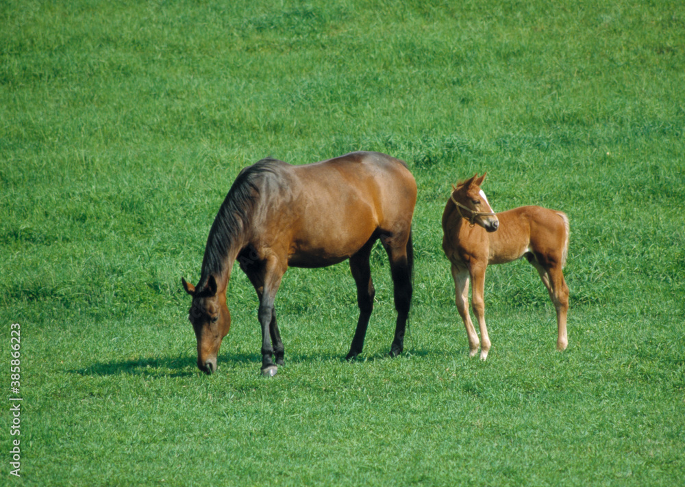 Fototapeta premium 馬の親子