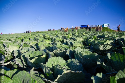 Vegetables farm at phutabberk in Thailand photo