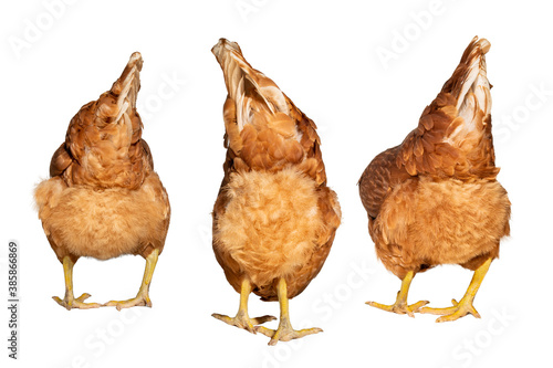 three brown chicken ass on a white background