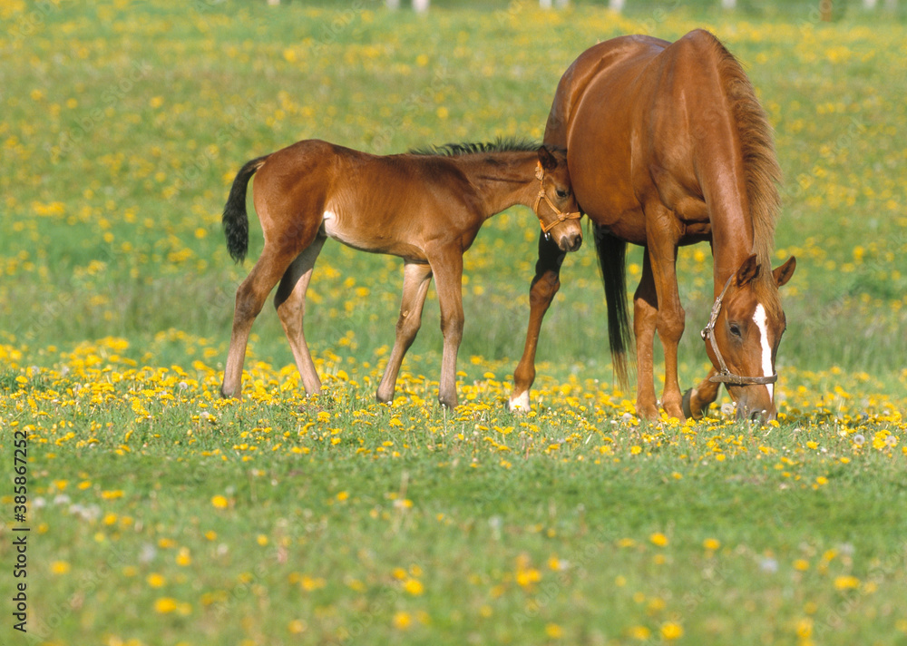 Fototapeta premium 馬の親子