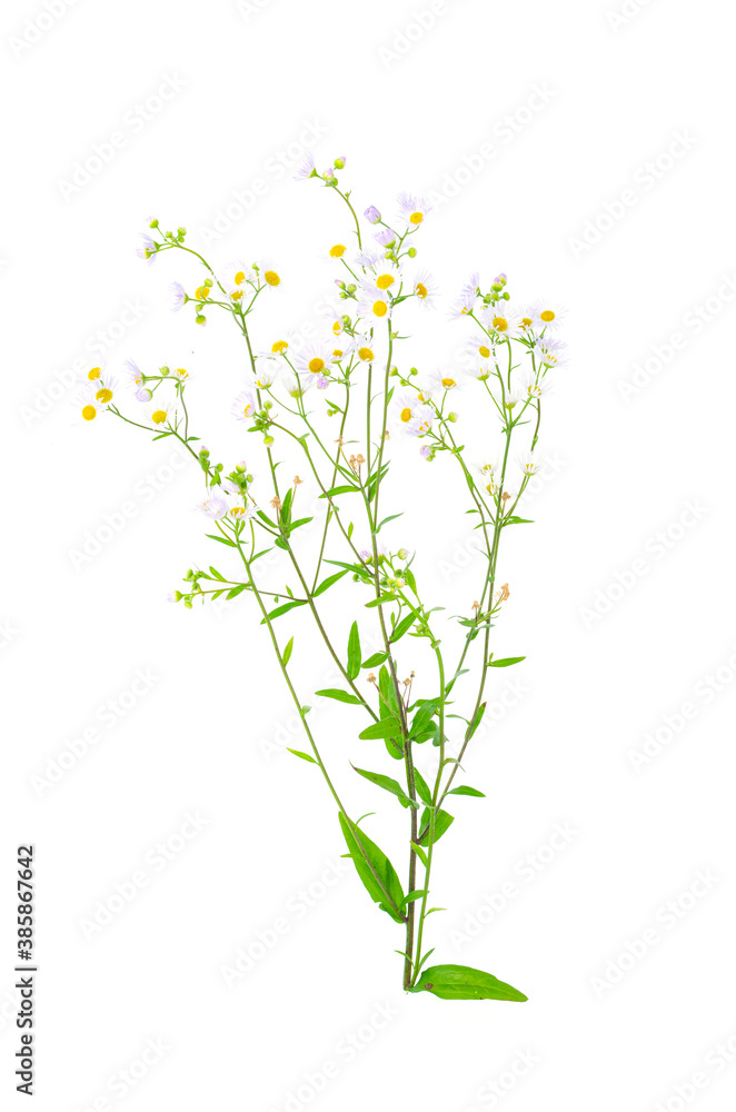 Bunch of wildflowers with small white flowers. Studio Photo
