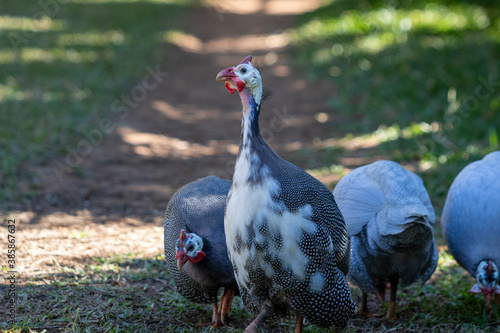 guinea fowl in every corner of a farm
 photo