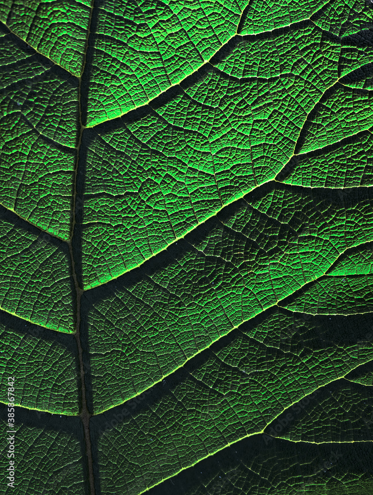 Fototapeta premium Tissue and texture of a green leaf, a closeup detail.