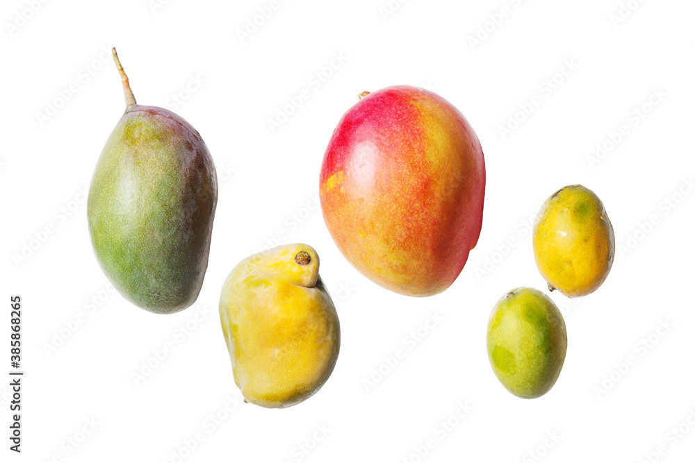 Fotografia do Stock: Brazilian types of mango - Tommy, Palmer, Espada and  Haden | Adobe Stock