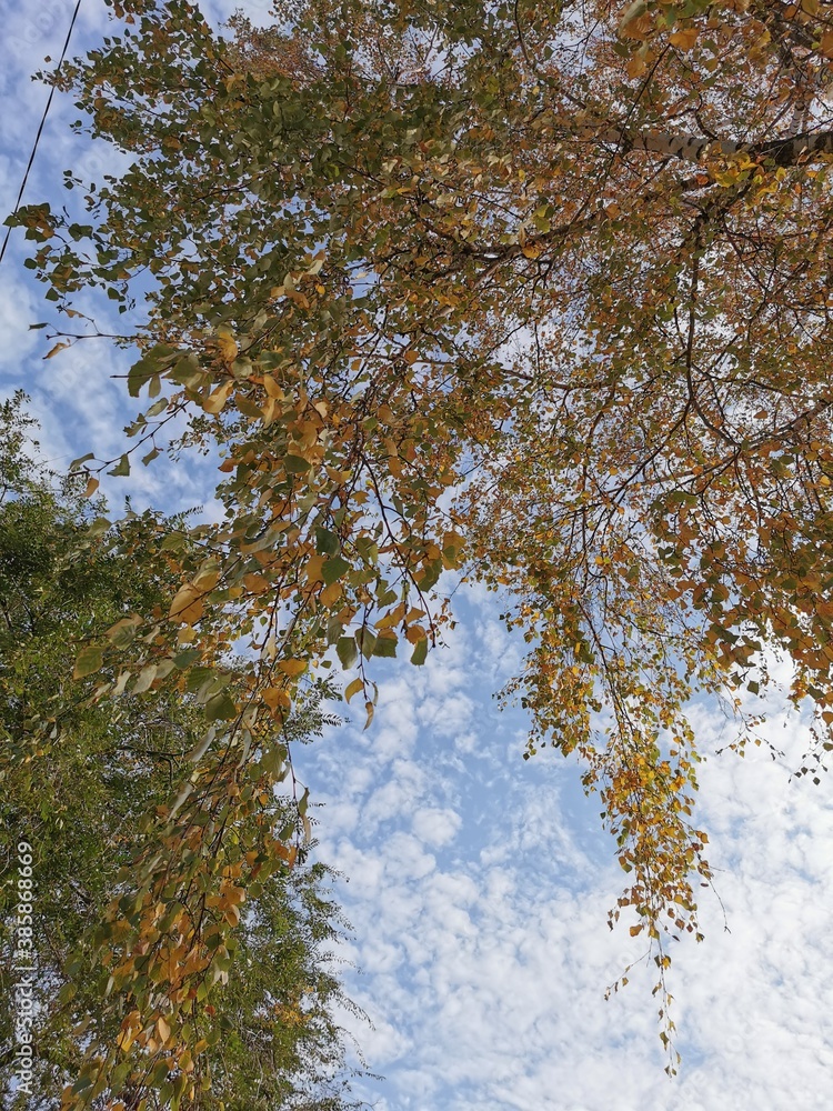 Obraz premium autumn in the forest