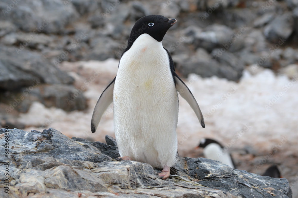 Fototapeta premium antartica