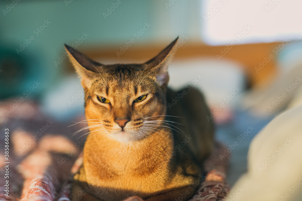 Gorgeous Abyssinian cat sitting on a bed in the late afternoon sun