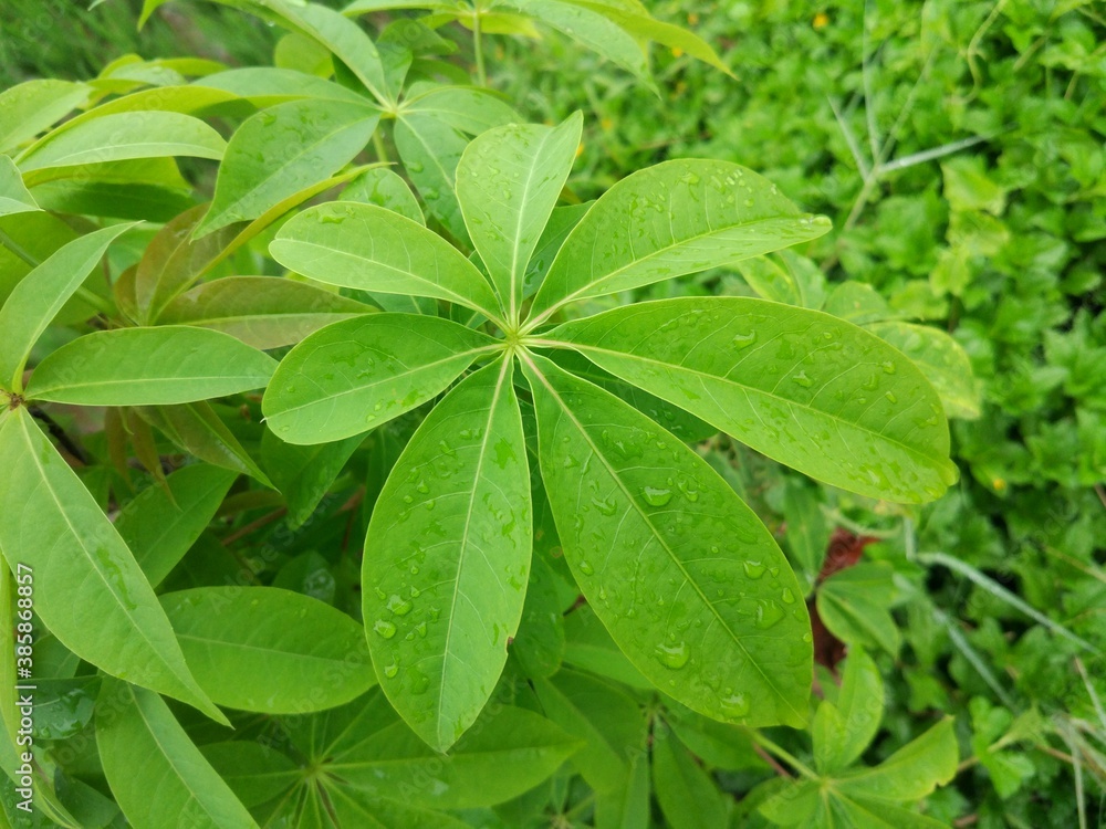 photo of fresh green cotton leaves photo of fresh green cotton leaves