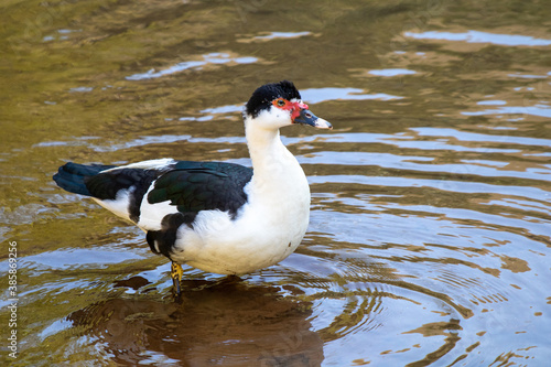 black and white duck swimming in a river
