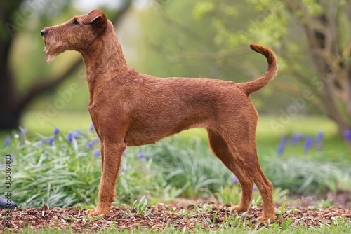 Canvas-taulu Adorable Irish Terrier dog posing outdoors standing near a flower bed with purpl