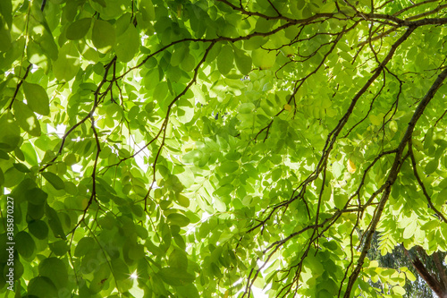 Looking up at the canopy of a Golden Robinia tree. Backlit vibrant yellow green foliage and delicate branch silhouettes. Under the overlapping leaves with sun shining through: ideal background texture