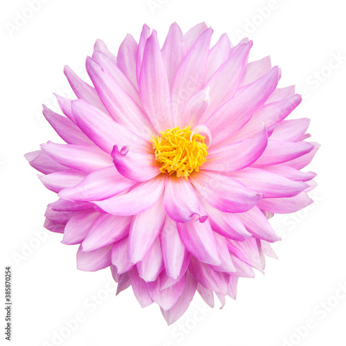 Perfect pink dahlia flower in full bloom with a hint of lilac isolated on a white background