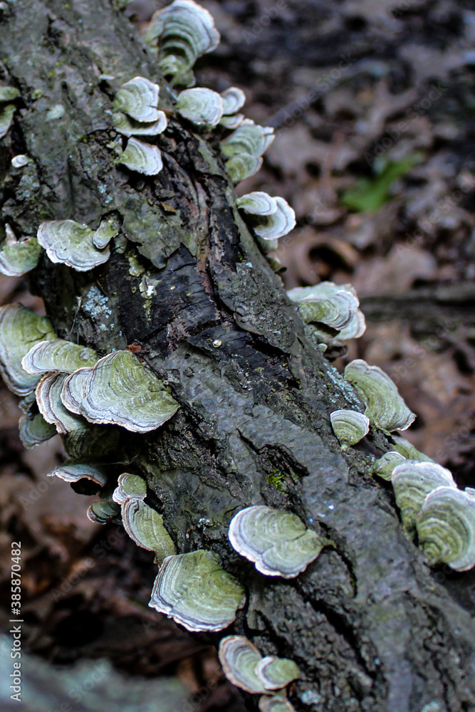 Moss and Mushrooms peppered on a fallen log Moss and Mushrooms peppered on a fallen log