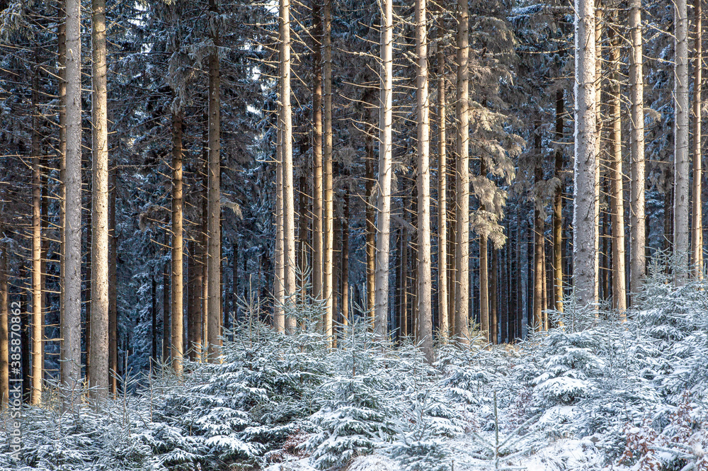 Obraz premium snow covered pine trees trunks frosty morning sun on forest fresh air winter background
