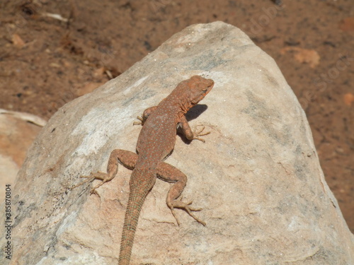 lizard on a stone