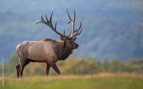 Fotografie, Obraz Bull Elk During the Rut in Autumn