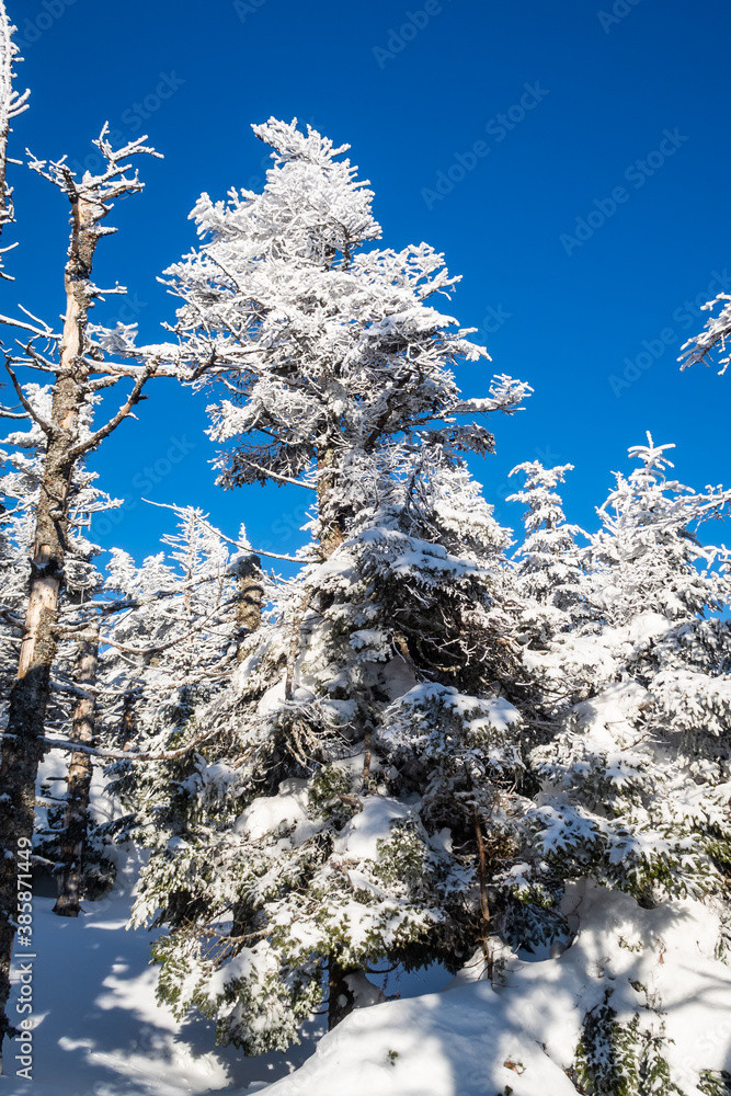 Winter view of snowy trees in the Mont Mégantic national park, Canada