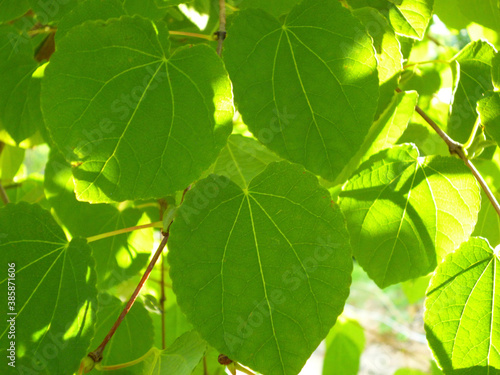 Wallpaper Mural カツラの葉 Torontodigital.ca