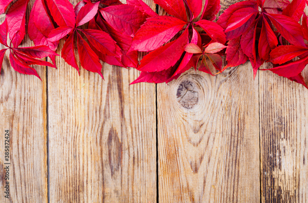 Old wooden surface with red autumn Parthenocissus leaves Old wooden surface with red autumn Parthenocissus leaves