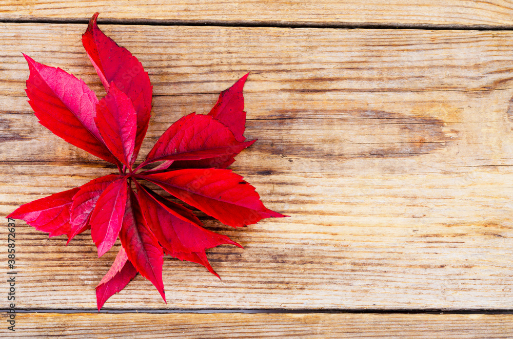 Old wooden surface with red autumn Parthenocissus leaves Old wooden surface with red autumn Parthenocissus leaves