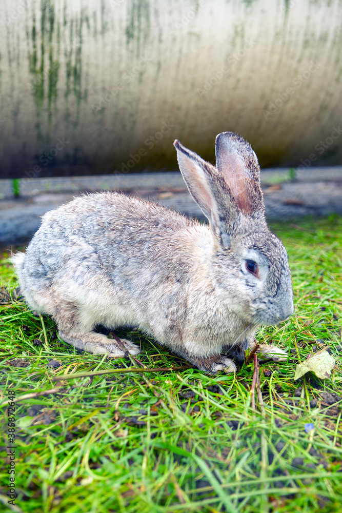 Fototapeta premium Grey rabbit at the grass. Cute domestic animal 