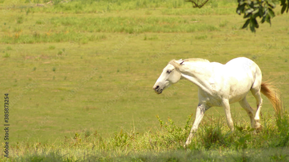White horse on pasture in the state of Minas Gerais, Brazil White horse on pasture in the state of Minas Gerais, Brazil