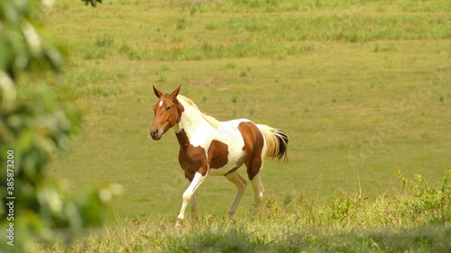  Pampa horse in pasture in the state of Minas Gerais  Brazil