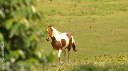 Pampa horse in pasture in the state of Minas Gerais, Brazil © Hugo